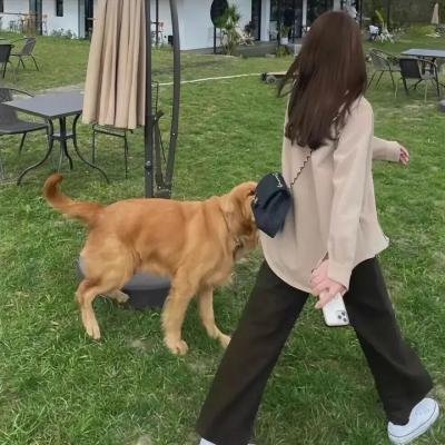吸血情圣
